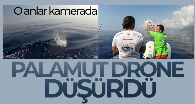 Palamut drone düşürdü: O anlar kamerada