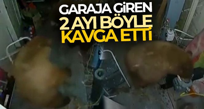 ABD'de garaja giren 2 ayı kavga etti