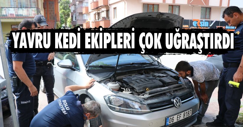 Yavru Kedi Ekipleri Çok Uğraştırdı
