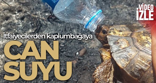 İtfaiyecilerden kaplumbağaya can suyu