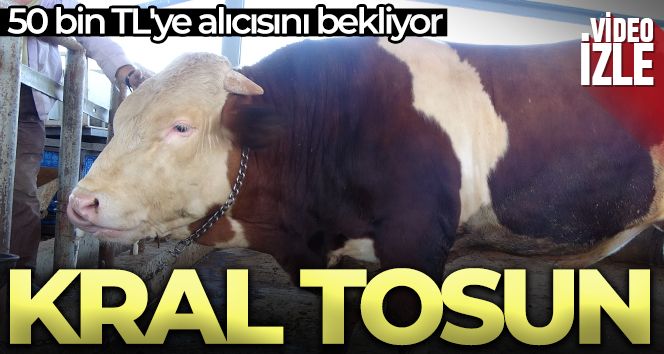 Kurban pazarının ‘Kral' tosunu 50 bin TL'ye alıcısını bekliyor