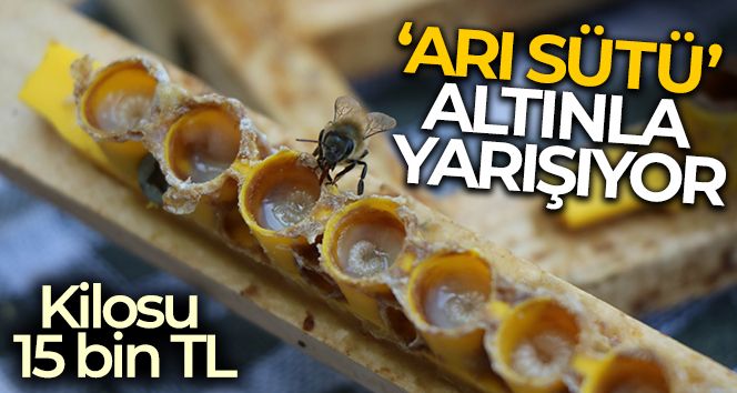 Arı sütü' altınla yarışıyor