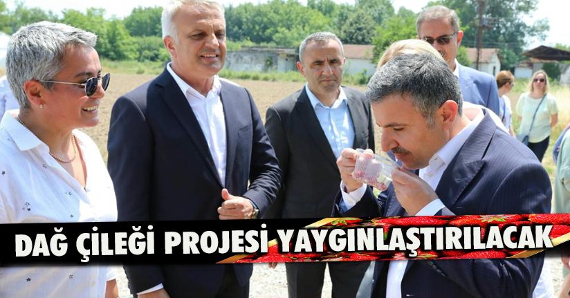 Dağ çileği projesi yaygınlaştırılacak