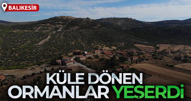 Küle dönen ormanlar yeşerdi