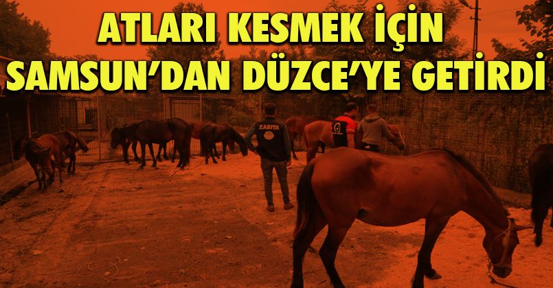Atları kesmek için Samsun’dan Düzce’ye getirdi