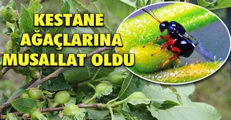 Ormanlarda Gal arısı ile mücadeleye devam