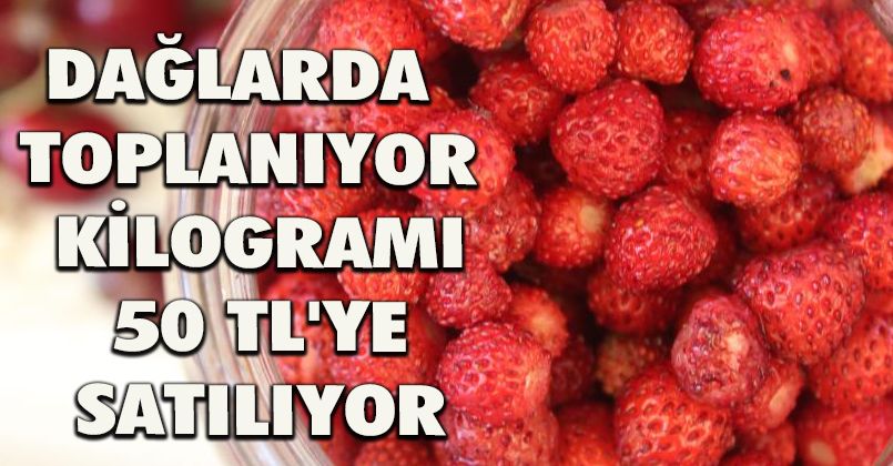 Dağlarda toplanıyor, kilogramı 50 TL'ye satılıyor