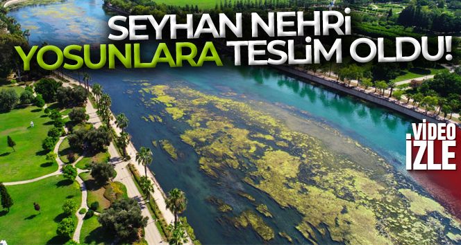 Seyhan Nehri'ni yosunlar istila etti