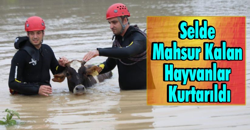 Selde Mahsur Kalan Hayvanlar Kurtarıldı