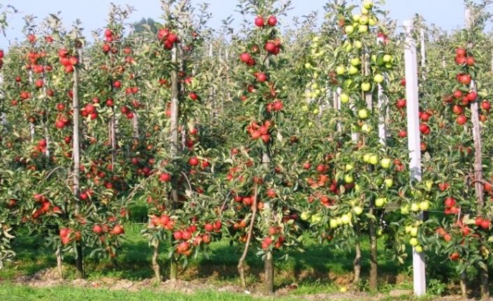 Meyve Fidanı Dikimi,Zamanı,Budaması