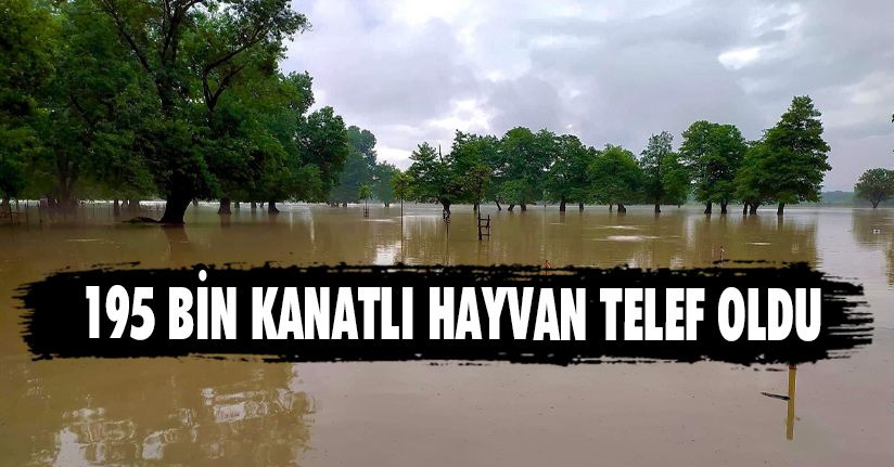 195 Bin Kanatlı Hayvan Telef Oldu