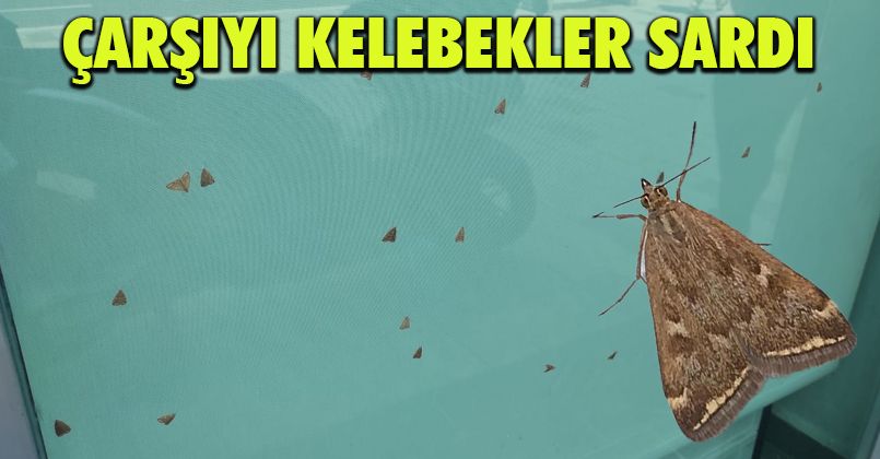 Düzce'yi Kelebekler Sardı