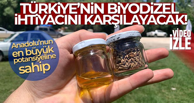 Anadolu'nun yenilenebilir bitkisel enerji kaynağı 'Pelemir'