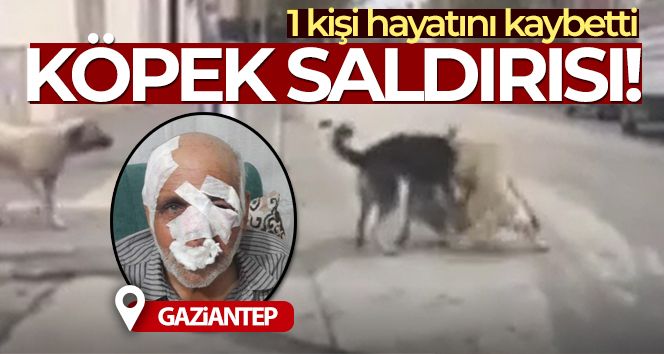 Gaziantep'te köpeklerin saldırdığı 1 kişi öldü