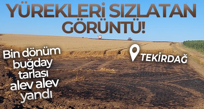 Tekirdağ'da bin dönüm buğday tarlası yandı