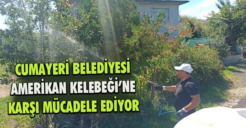Cumayeri Belediyesi Amerikan Kelebeği’ne karşı mücadele ediyor