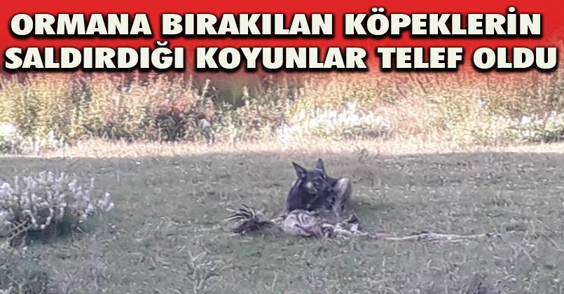 Ormana bırakılan köpeklerin saldırdığı koyunlar telef oldu