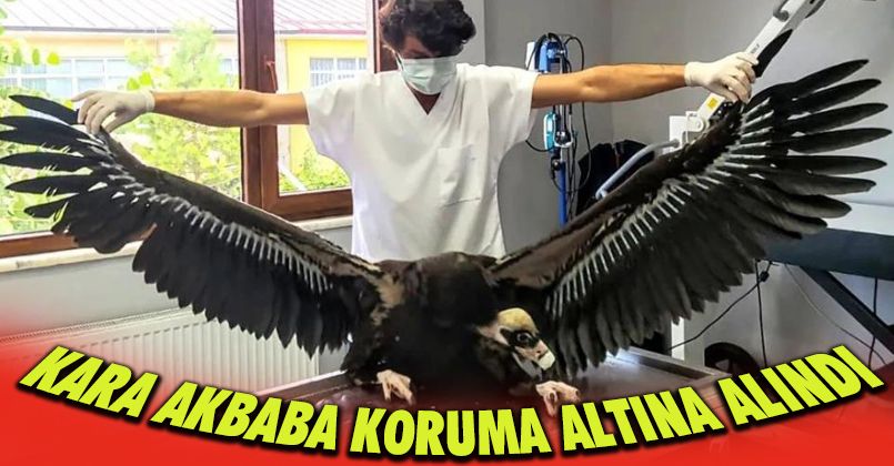 Ormancıların bulduğu yavru kara akbaba koruma altına alındı