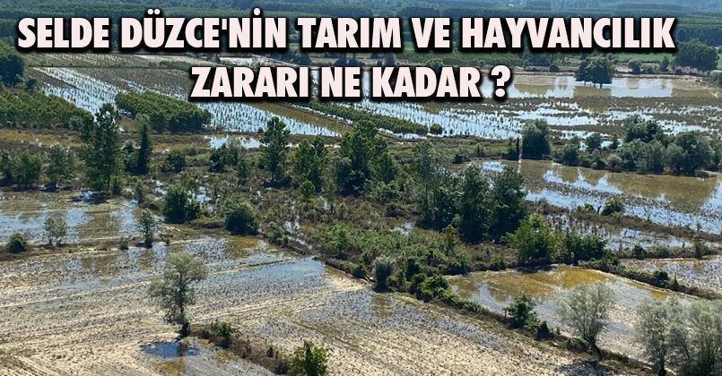 Selde Düzce'nin Tarım ve Hayvancılık Zararı Ne Kadar ?