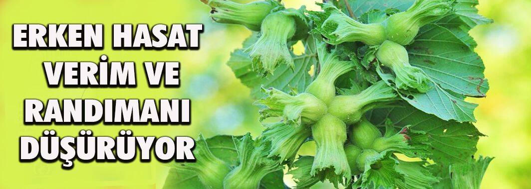 Erken hasat, verim ve randımanı düşürüyor