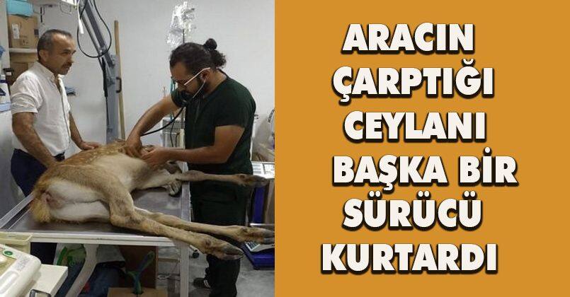 Aracın çarptığı ceylanı başka bir sürücü kurtardı