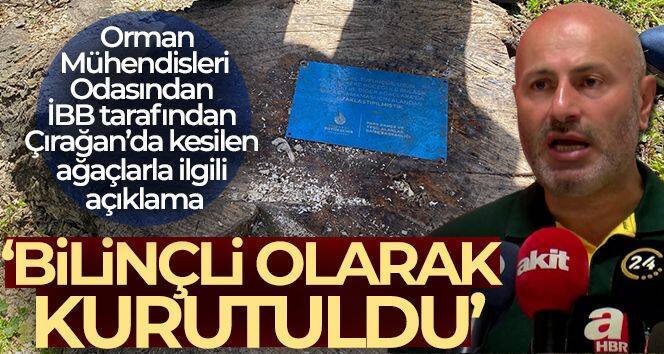 Orman Mühendisleri Odasından İBB tarafından Çırağan'da kesilen ağaçlarla ilgili açıklama