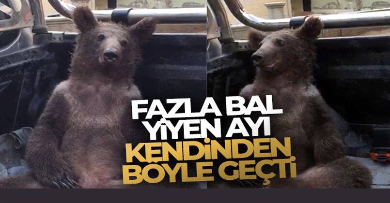 Fazla bal yiyen ayı işte böyle kendinden geçti