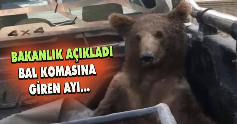 Bakanlık Açıkladı Bal Komasına Giren Ayı...