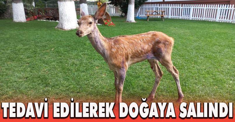 Bolu’da aracın çarptığı yavru alageyik tedavi edilerek doğaya salındı