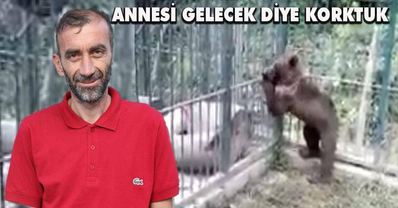 Fazla bal yedikten sonra bayılan ayının videosunu çeken vatandaş ilginç anları anlattı