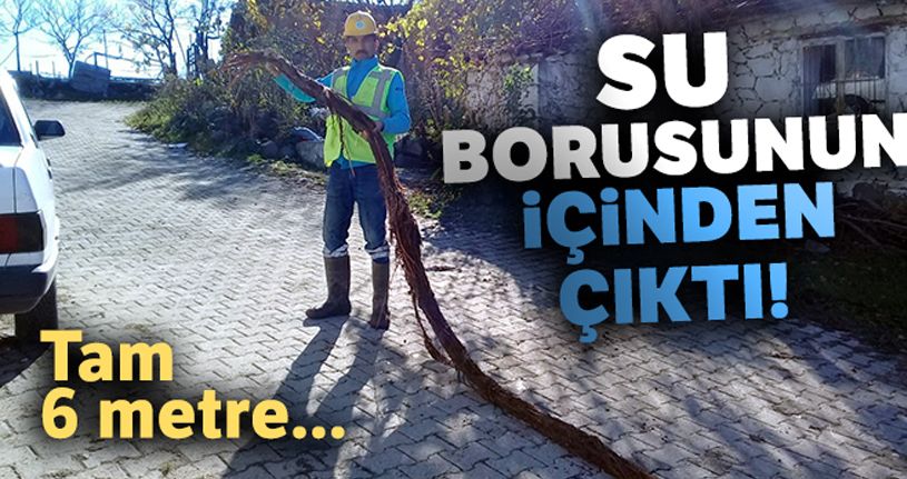 Su borusunun içinden çıktı! Tam 6 metre...