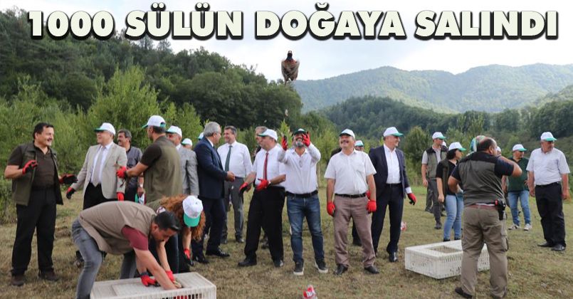 Zonguldak’ta bin sülün doğaya salındı