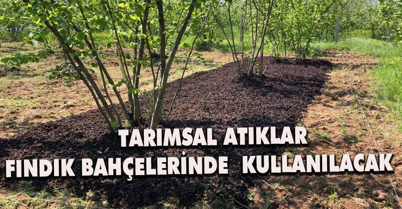 Tarımsal Atıklar Fındık Bahçelerinde  Kullanılacak