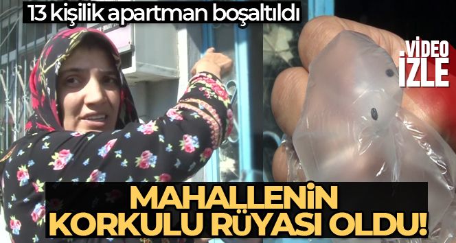 İstanbul'da bir binayı yüzlerce kene istila etti