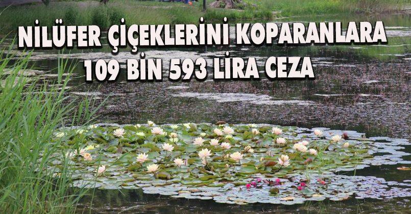 Nilüfer çiçeklerini koparanlara 109 bin 593 lira ceza verilecek