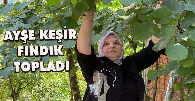 Ayşe Keşir, fındık topladı
