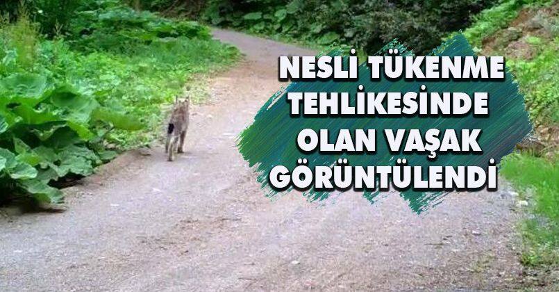 Düzce'de vaşak görüntülendi
