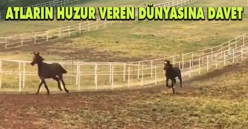 Atların Huzur Veren Dünyasına Davet