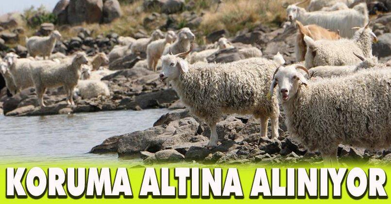 Tiftik keçisi Seben’de koruma altına alınıyor
