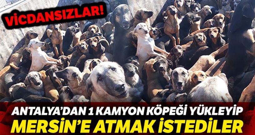 Mersin'e sokulmak istenilen bir kamyon köpek geri gönderildi