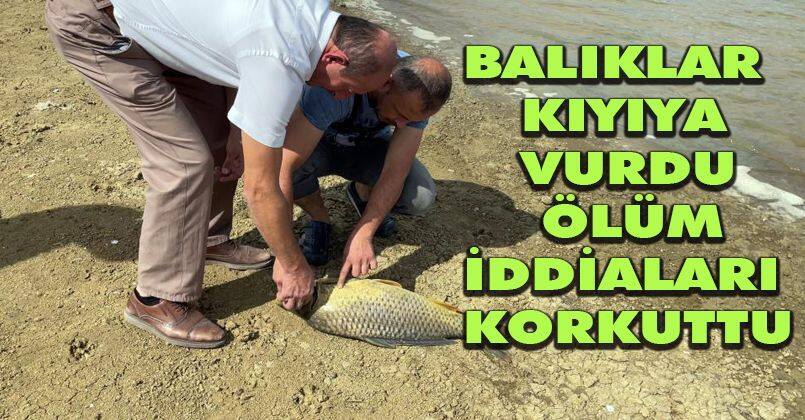 Balıklar kıyıya vurdu, ölüm iddiaları korkuttu