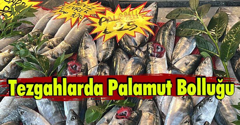 Tezgahlarda Palamut Bolluğu