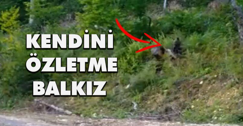 Tarım ve Orman Bakanlığından Hayvanları Koruma Günü'nde “Balkız” paylaşımı
