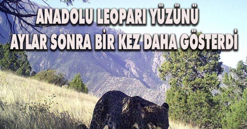 Anadolu Leoparı yüzünü aylar sonra bir kez daha gösterdi