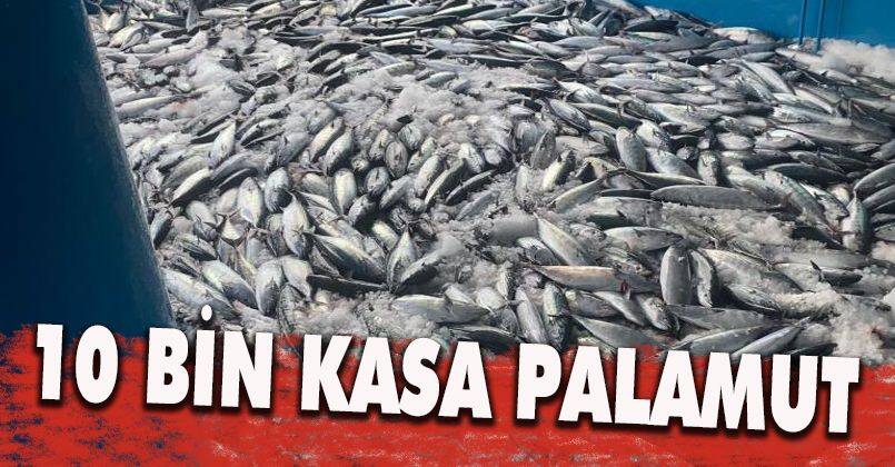 Denizden palamut fışkırdı, 10 bin kasa palamut yakaladılar