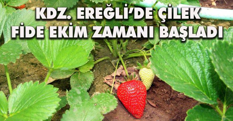 Kdz. Ereğli’de Çilek fide ekim zamanı başladı