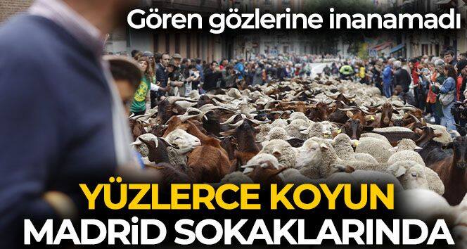 Yüzlerce koyun ve keçi Madrid sokaklarında turladı