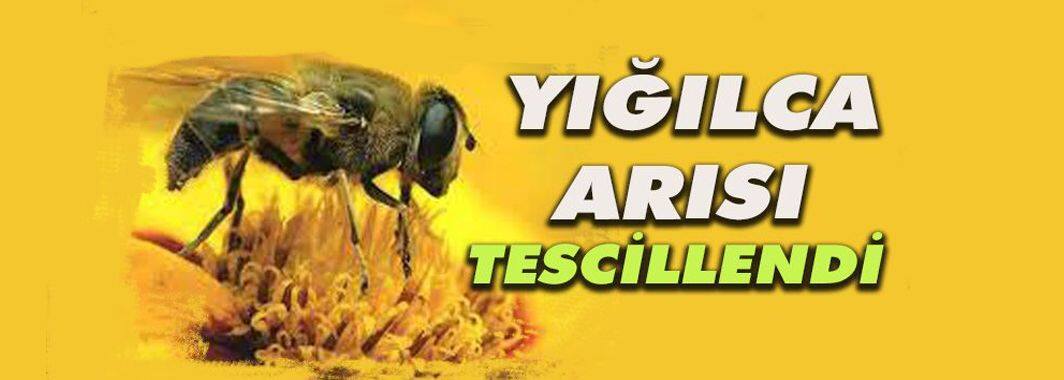 Yığılca Arısı Tescillendi