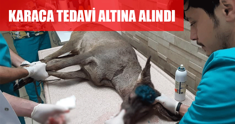 Tedavisinin Ardından Doğaya Salınacak