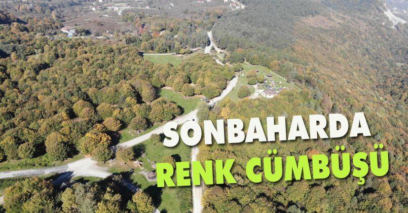 Sonbaharın renk cümbüşü Düzce’de yaşanıyor